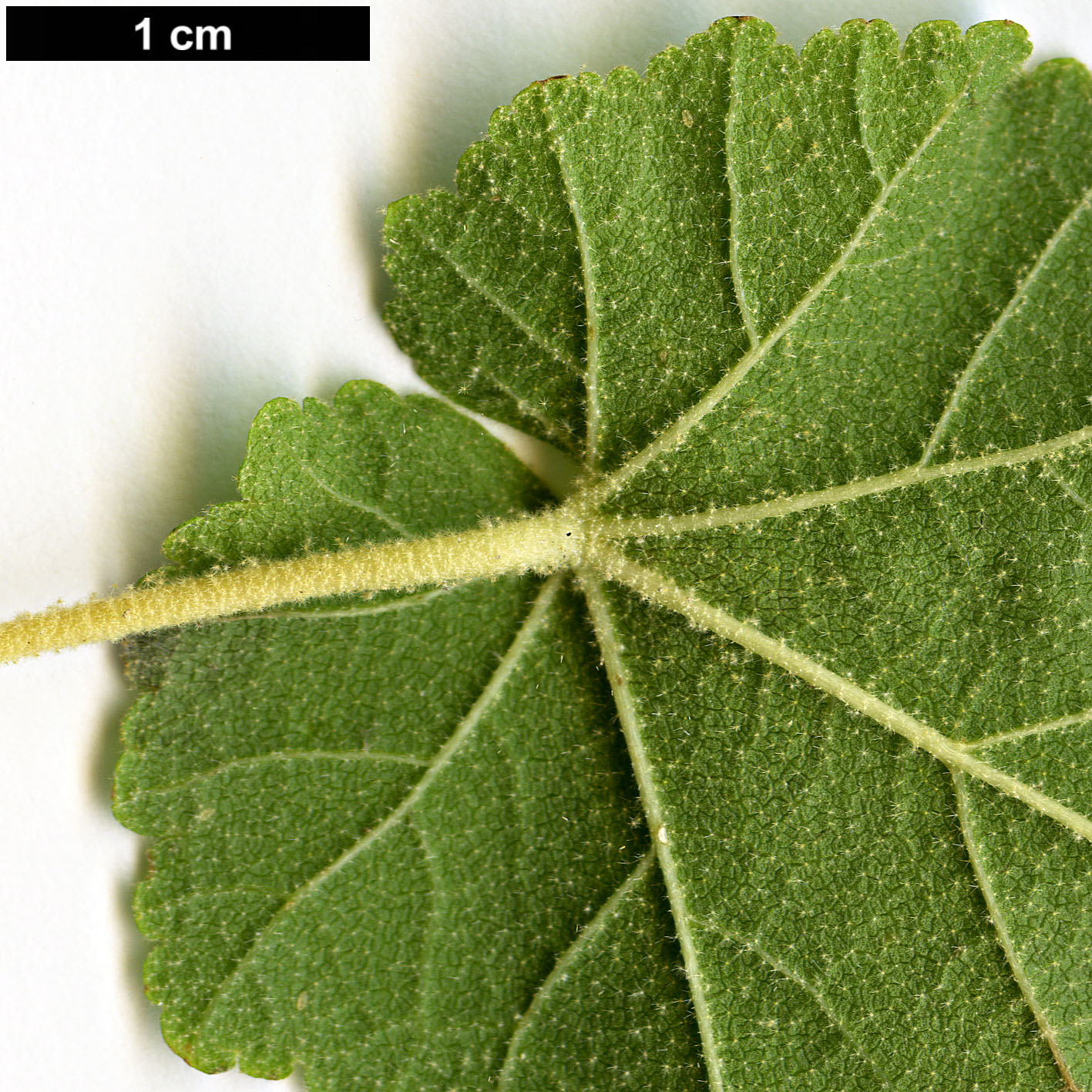 High resolution image: Family: Malvaceae - Genus: Abutilon - Taxon: vitifolium